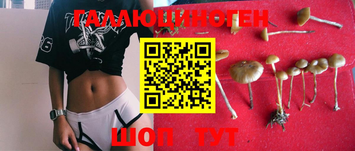 Псилоцибиновые грибы Cubensis Кириши